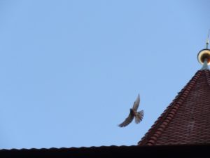 DSC00778