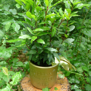 Read more about the article Wettbewerb um den Goldenen Blumentopf 2026